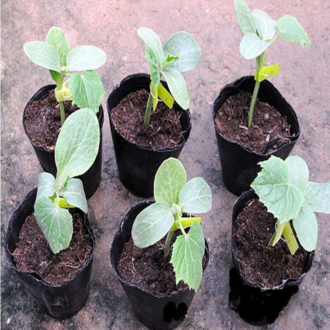 100pcs Nursery pot plastic Plant Seeds