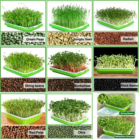 Healthy Wheatgrass Grower with Cover Seedling